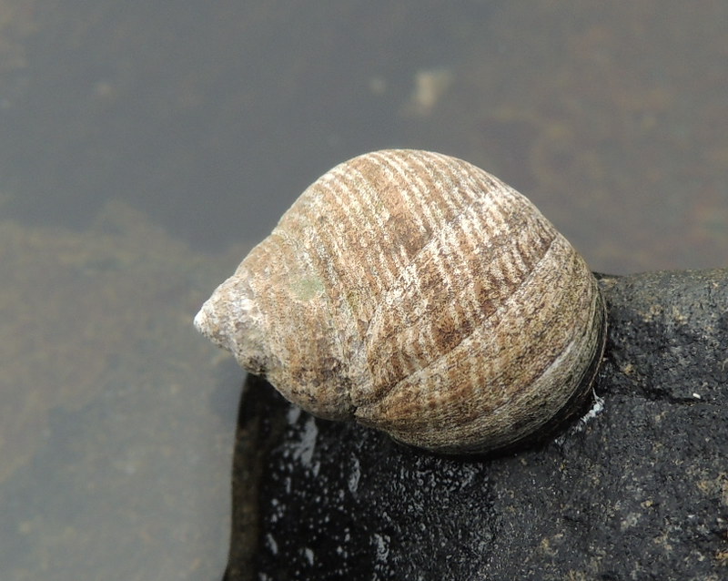 Ốc mỡ là gì? Thành phần dinh dưỡng, lợi ích sức khỏe và những lưu ý khi ăn 1