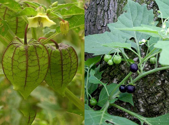 Phân biệt cây tầm bóp và cây lu lu đực dựa theo công dụng 4