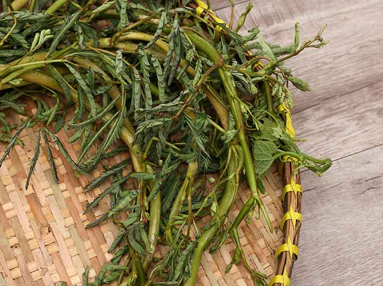 Rau nhút: Đặc điểm, tác dụng, các bài thuốc trị bệnh 3