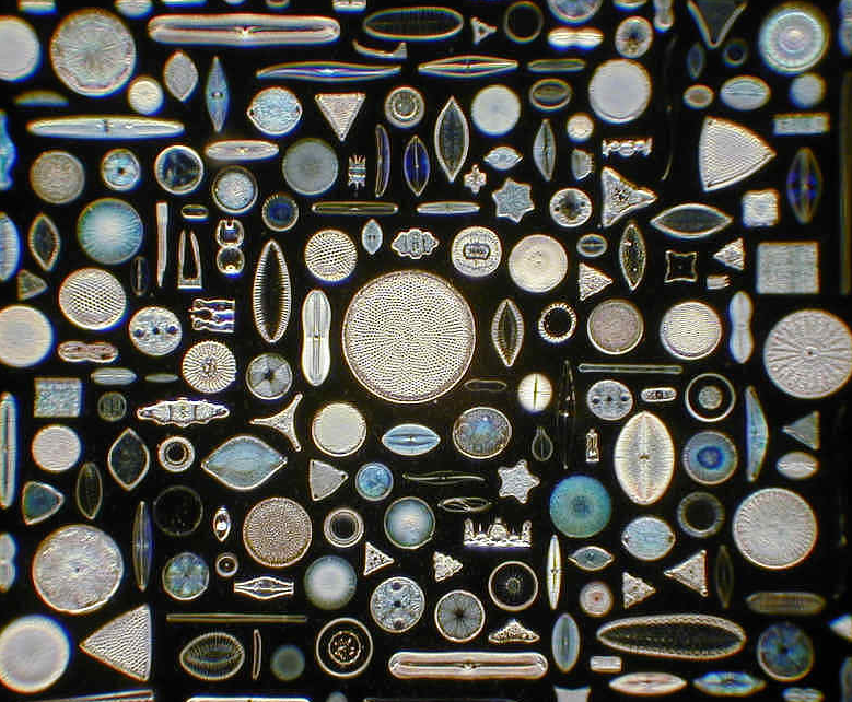 Tảo silic có tác dụng và ưu điểm gì trong việc chăm sóc da? 1