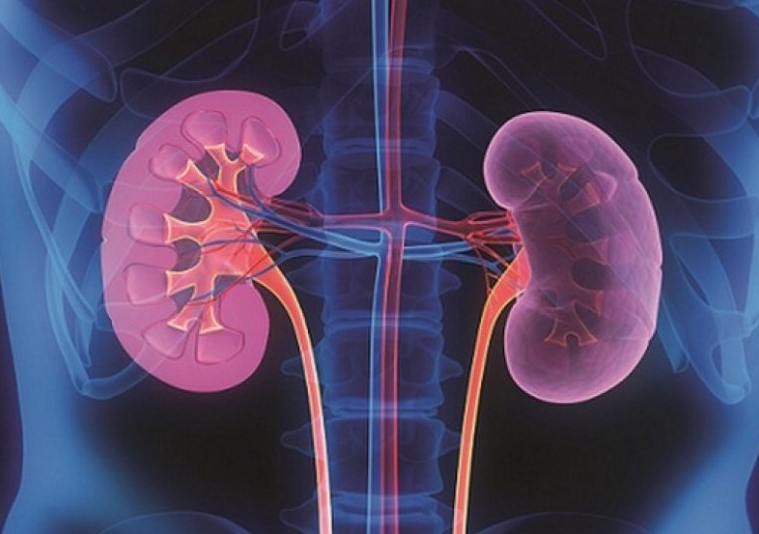 Thận âm dương lưỡng hư là gì? Giải pháp cải thiện chứng bệnh? 1