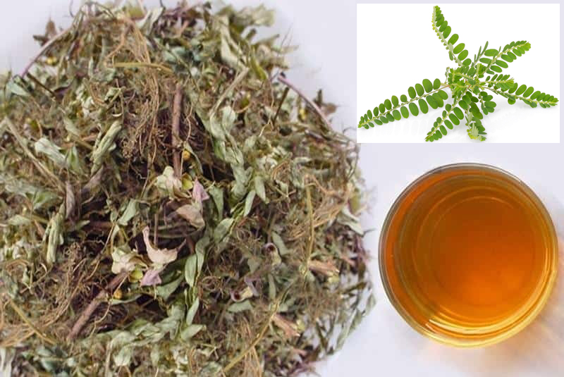 Uống diệp hạ châu nhiều có tốt không? Công dụng của diệp hạ châu đối với sức khỏe 2