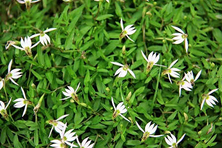 bán liên biên dược liệu