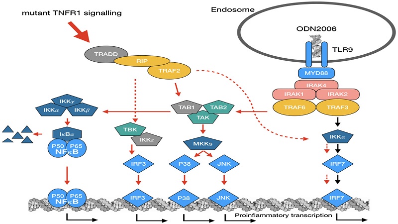 Bạn biết gì về hội chứng chu kỳ liên quan đến thụ thể TNF? 2