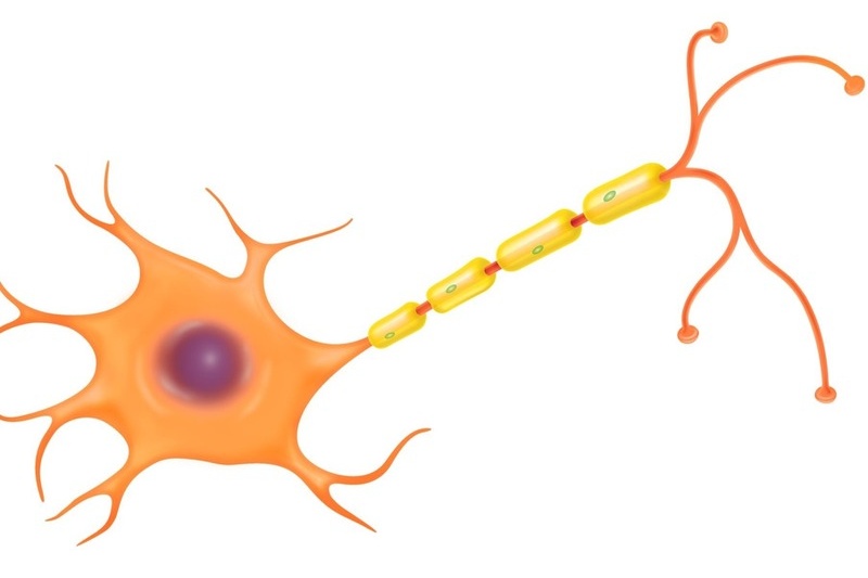 Bạn biết gì về tế bào hình sao? 2