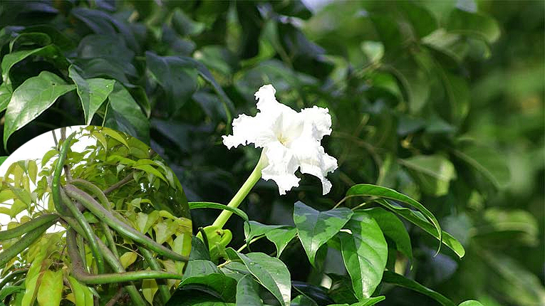 Bạn đã biết cây quao trị bệnh gì chưa? 2