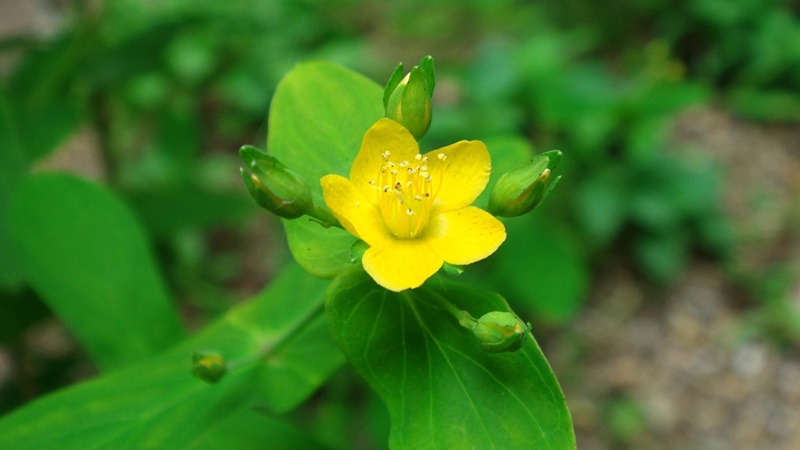 Ban lá dính: Đặc điểm sinh học, dược tính và một số bài thuốc hay 1