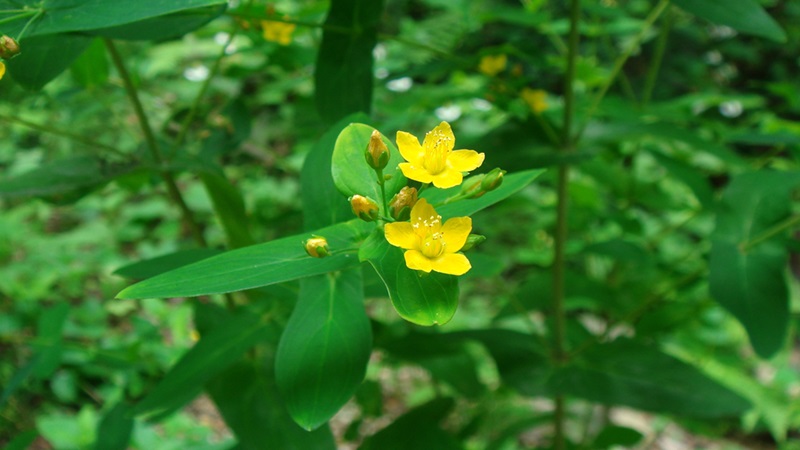 Ban lá dính: Đặc điểm sinh học, dược tính và một số bài thuốc hay 2