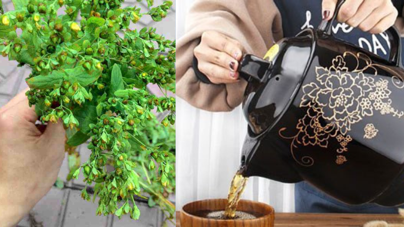 Ban lá dính: Đặc điểm sinh học, dược tính và một số bài thuốc hay 3