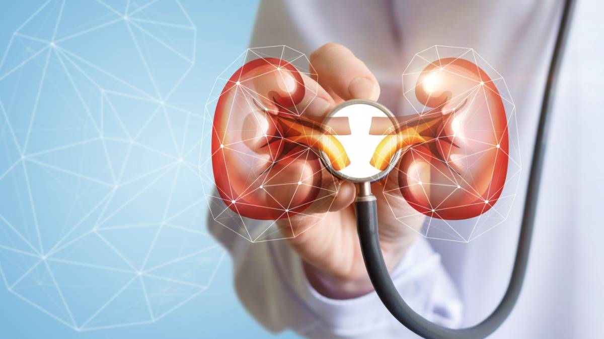 Kim tiền thảo được sử dụng phổ biến trong hỗ trợ điều trị sỏi thận