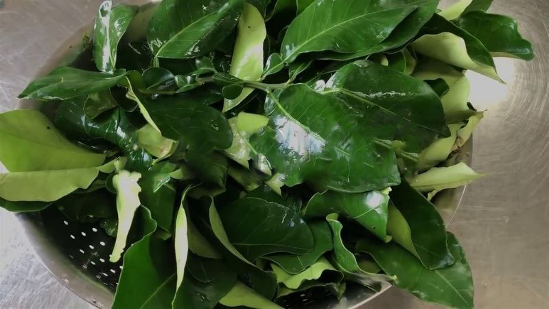 Bật mí cách triệt lông bằng lá bưởi ít ai ngờ đến 1