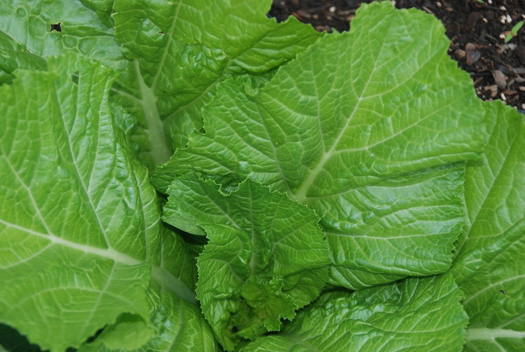 Bầu ăn rau cải đắng được không? Lợi ích sức khỏe mà rau cải đắng mang lại là gì? 4