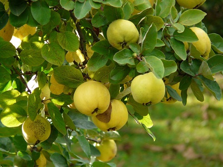 bầu nâu 1