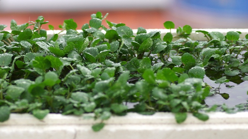 Bé 7 tháng tuổi có ăn được rau cải xoong không? 4