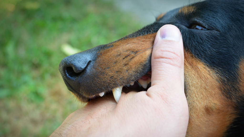 nhathuoclongchau.com.vn