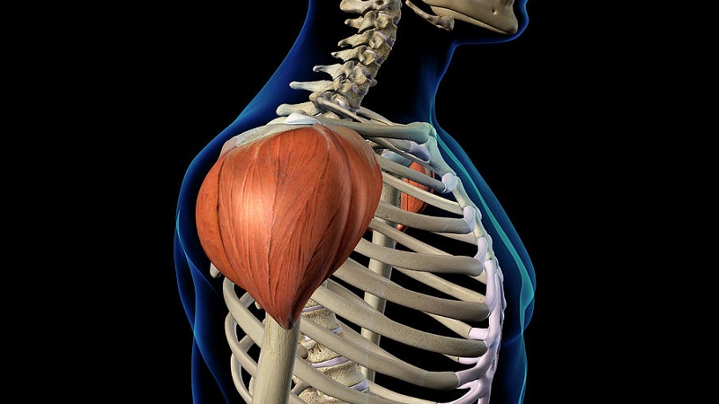 Bệnh teo cơ delta: Dấu hiệu, nguyên nhân và giải pháp can thiệp 2