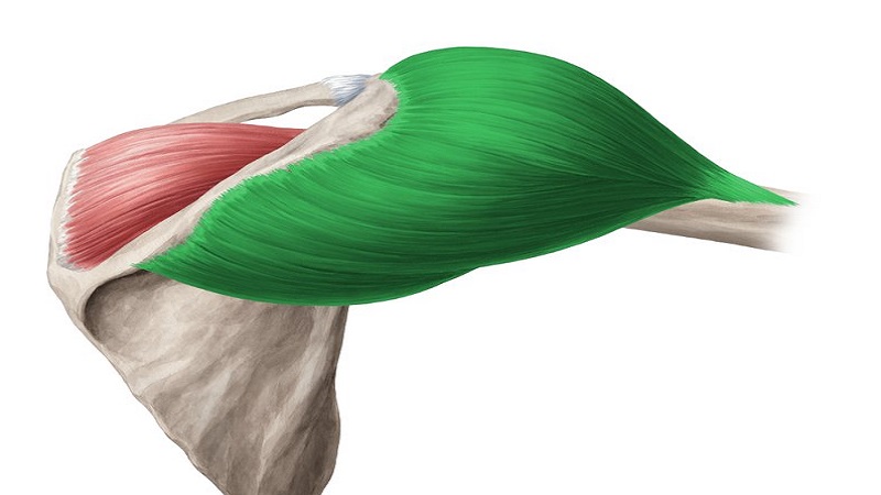 Bệnh teo cơ delta: Dấu hiệu, nguyên nhân và giải pháp can thiệp 4