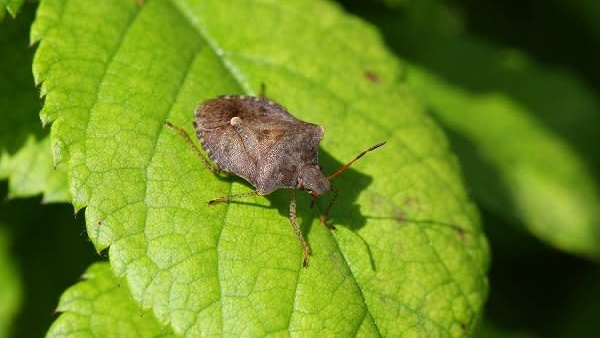 Bị bọ xít tiểu vào da có làm sao không? 1