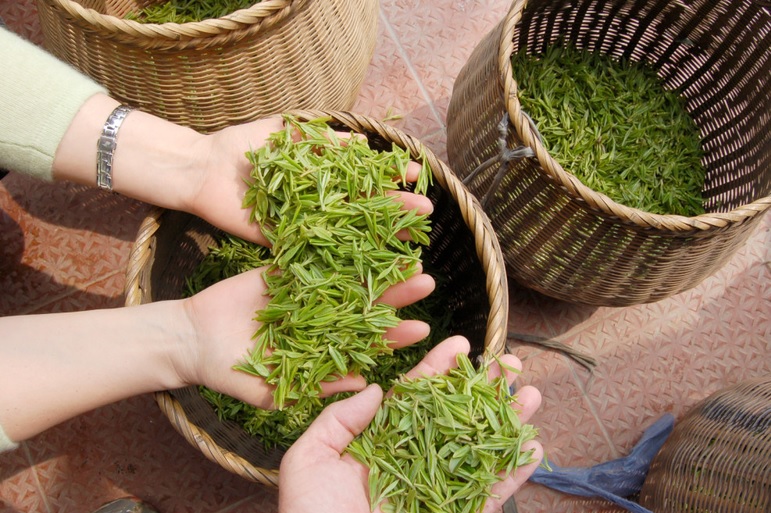 Bị sởi tắm lá gì? 6 loại lá trị sởi an toàn cho trẻ nhỏ! 3