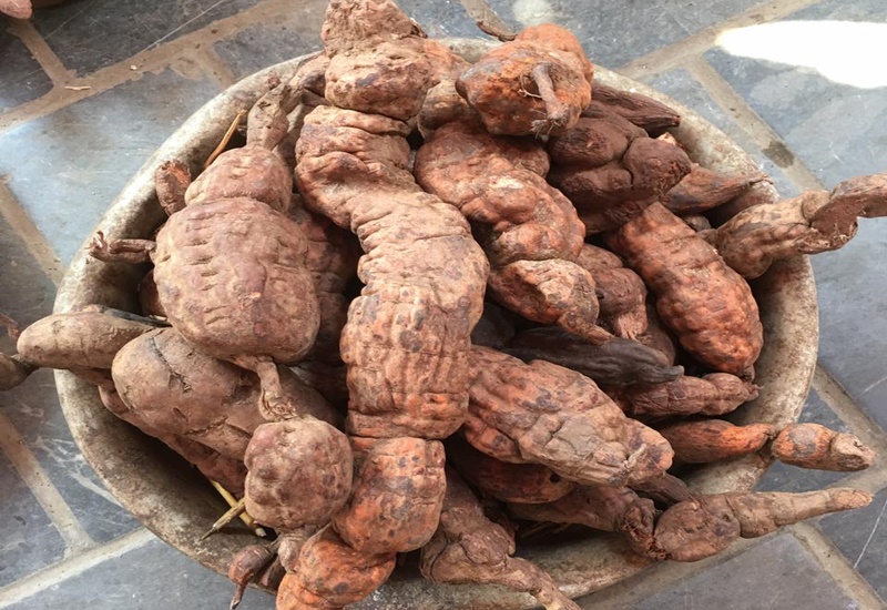 Bị tuyến giáp có uống hà thủ ô được không? 1