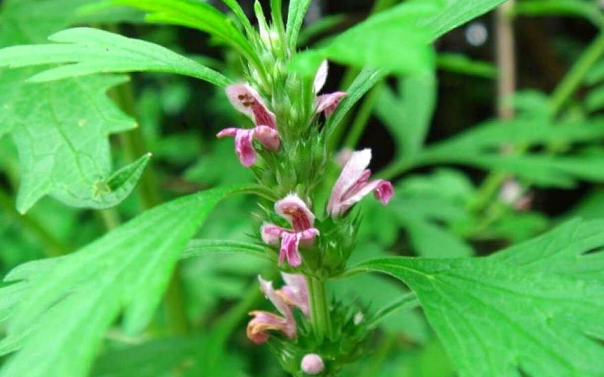 “Bỏ túi” mẹo vặt chữa rong kinh hiệu quả ngay tại nhà 3