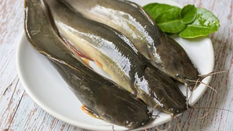Cá ngát cung cấp nguồn protein dồi dào, ít chất béo xấu và giàu các vi chất