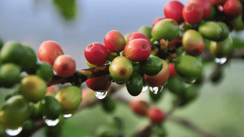 Cà phê Typica là giống cà phê lâu đời