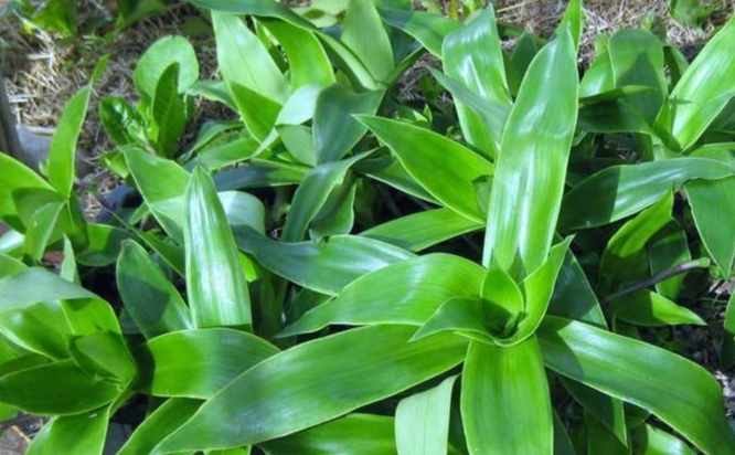 Các bài thuốc nam trị viêm xoang dễ dàng thực hiện tại nhà 3