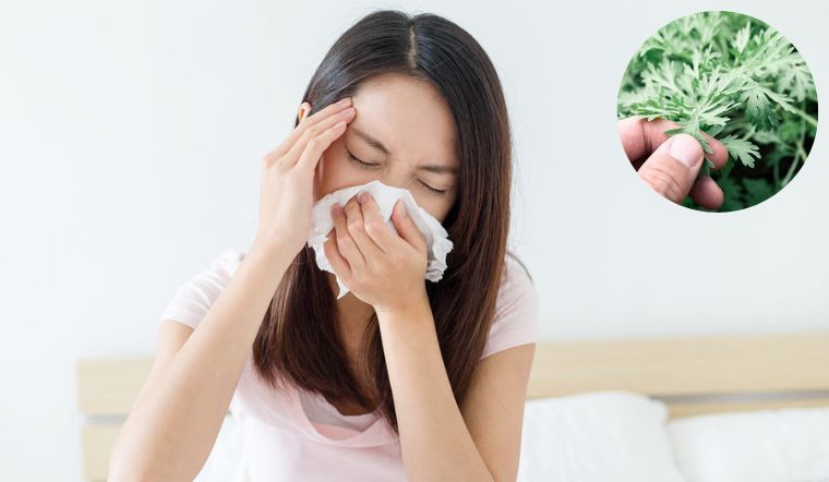 Các bài thuốc nam trị viêm xoang dễ dàng thực hiện tại nhà 4