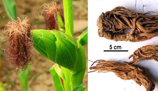 Các bài thuốc nam trị viêm xoang dễ dàng thực hiện tại nhà 4