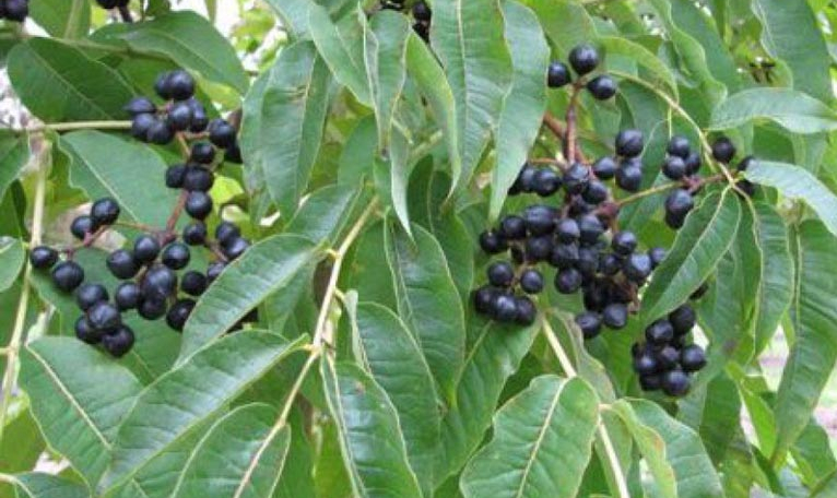 Các bài thuốc nam trị viêm xoang dễ dàng thực hiện tại nhà 5