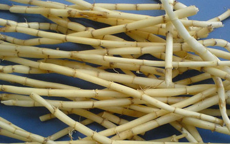 Các bài thuốc từ cây thuốc nam chữa bí tiểu tại nhà có hiệu quả không? 4