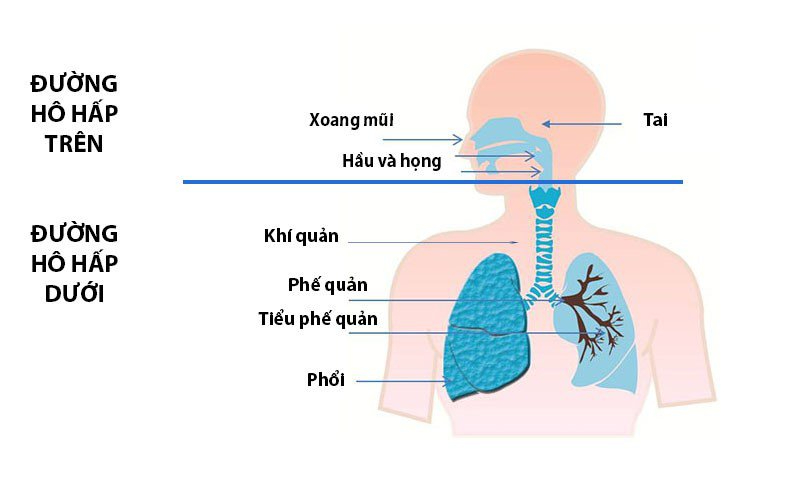 cac-bien-phap-bao-ve-he-ho-hap-manh-khoe-don-gian-hieu-qua-1.jpg