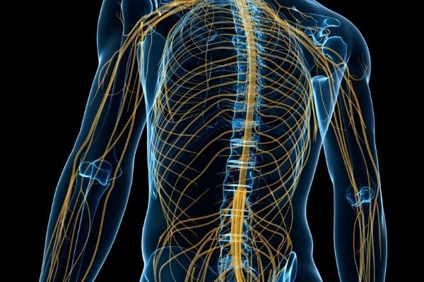 cac-day-than-kinh-trong-co-the-con-nguoi 1.jpg