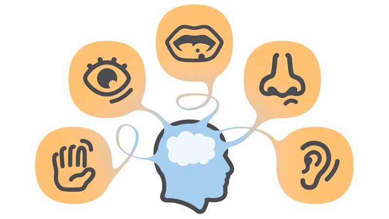 Các giác quan trên cơ thể người có chức năng gì? 1