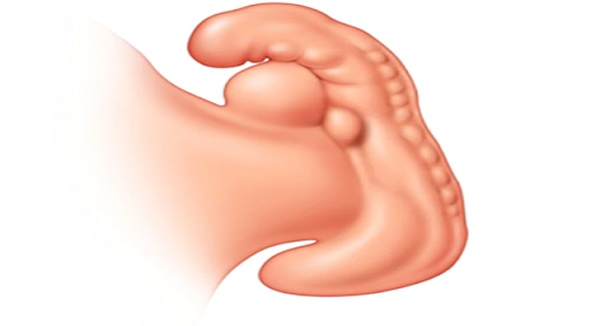 Các giai đoạn phát triển của thai nhi và những điều cần biết 4