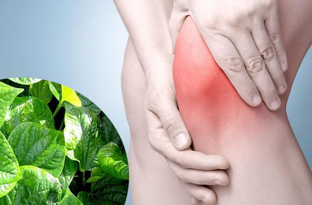 Các loại cây thuốc nam chữa bệnh đau nhức xương khớp phổ biến trong Đông y 3