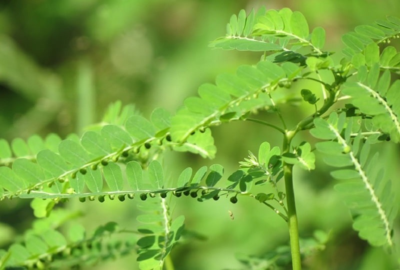 Các loại cây thuốc nam chữa bệnh đau nhức xương khớp phổ biến trong Đông y 3