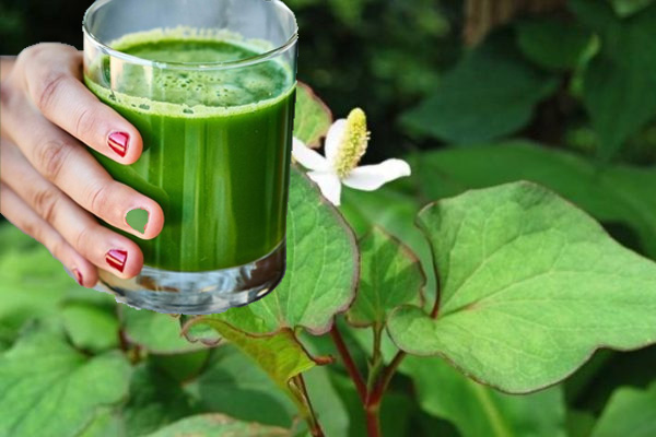 Các bài thuốc từ cây thuốc nam chữa nhiệt miệng&nbsp;có hiệu quả không? 3