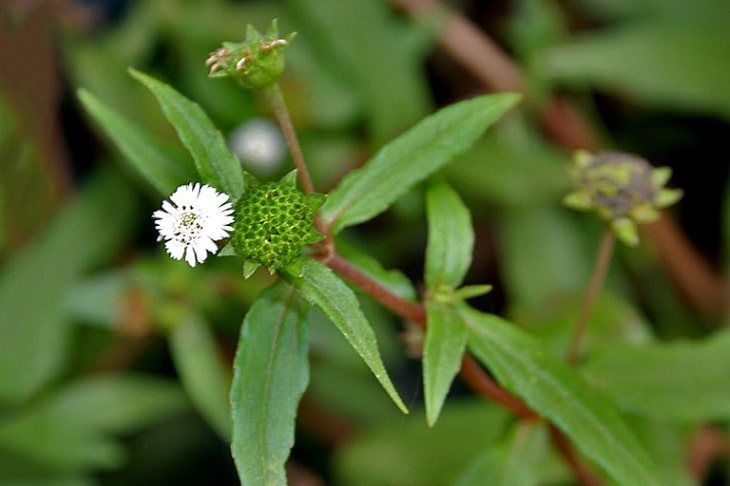 Các bài thuốc từ cây thuốc nam chữa nhiệt miệng&nbsp;có hiệu quả không? 5