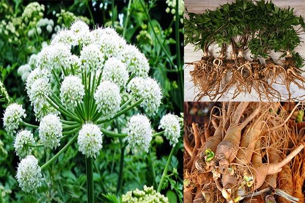 Có nên dùng các loại cây thuốc nam mát gan bổ thận không? 3