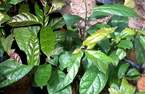 Có nên dùng các loại cây thuốc nam mát gan bổ thận không? 7