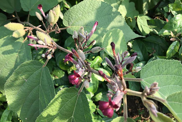 Có nên dùng các loại cây thuốc nam mát gan bổ thận không? 8