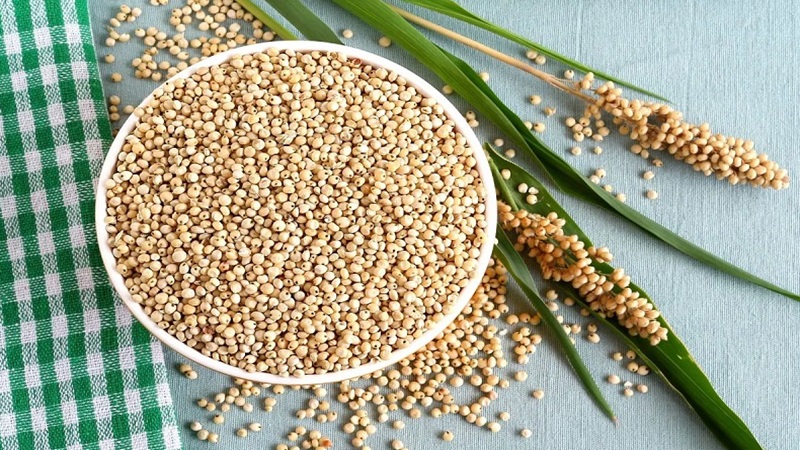 Các loại hạt ngũ cốc tốt cho sức khỏe và sắc vóc của bạn 8