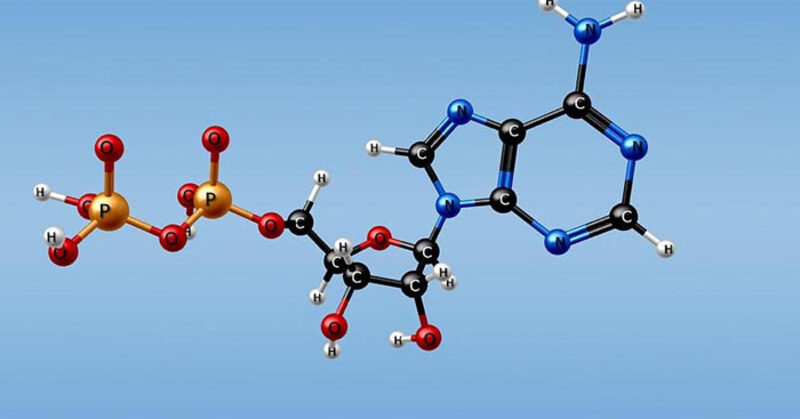 Các thực phẩm giàu chất béo bạn cần phải biết 1