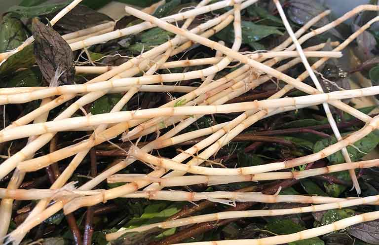 Cách chữa bệnh lậu bằng tỏi đơn giản, hiệu quả mà bạn không thể bỏ qua 3