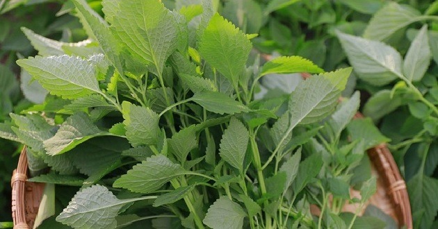 Cách dùng cây kinh giới chữa viêm xoang có hiệu quả không?