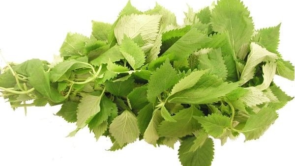 Cách dùng cây kinh giới chữa viêm xoang có hiệu quả không? 2