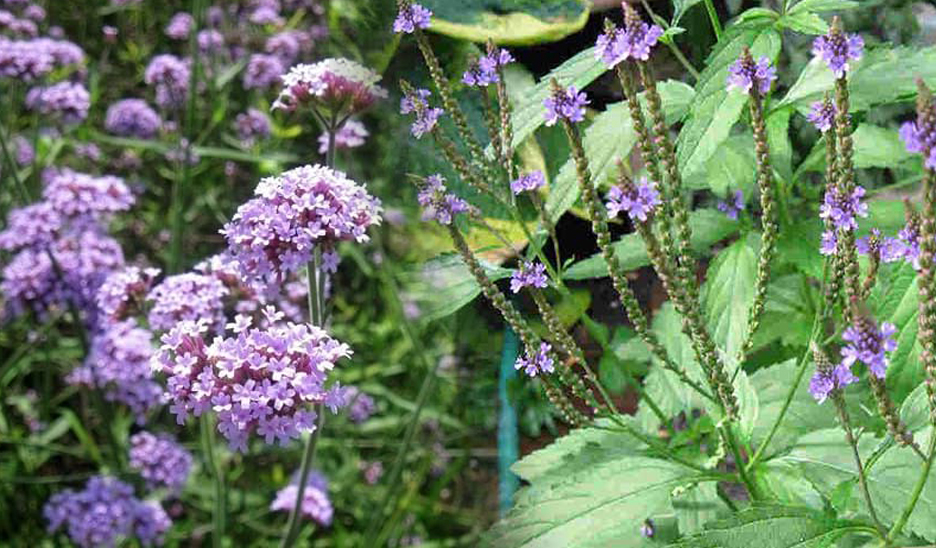 Cỏ Roi ngựa có tác dụng hạ huyết áp