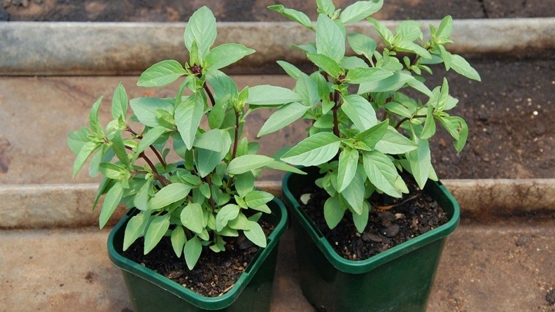 Cách dùng húng quế chống muỗi hiệu quả 2